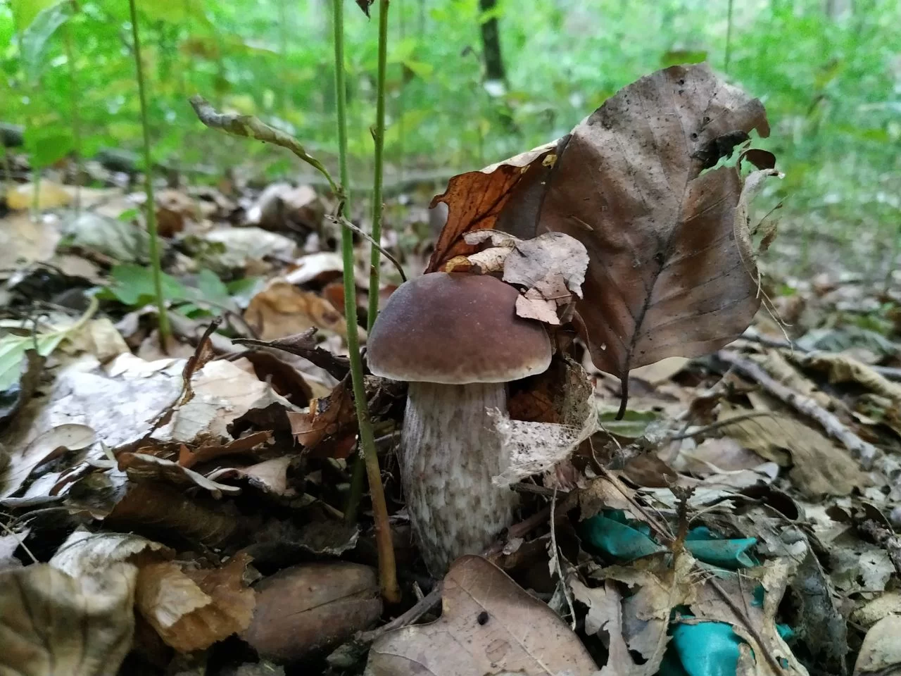 Штрафы и уголовные дела: как сбор грибов может привести к неприятностям